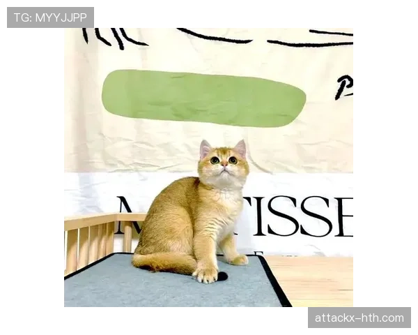 掌敏洁家的猫都比你我活得精致 掌敏洁家的猫都比你我活得精致